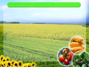 农产品蔬菜psd分层图片